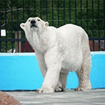 Белый медведь приехал в «Лимпопо»!