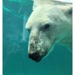 Белый медведь в «Лимпопо» купается даже зимой