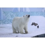 27 февраля отмечаем Международный День Белого Медведя