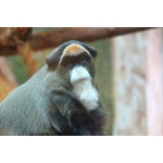 14 декабря отмечается день обезьян!