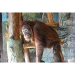 20 ноября – день рождения орангутана Ларсена!