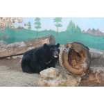Гималайская медведица Даша переехала в зоопарк "Лимпопо”