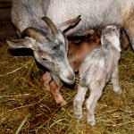 Четверо козлят родились в "Лимпопо" в первые дни нового года