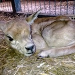 Детёныш антилопы гарна появился на свет в "Маленькой стране "Лимпопо"