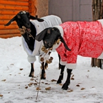 Стильные козочки из зоопарка "Лимпопо" поздравят нижегородцев с Новым годом