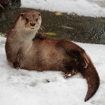 Зима пришла в "Лимпопо": обитатели зоопарка рады первому снегу!