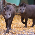 Тапиры Клеопатра и Дени стали новой парой в зоопарке “Лимпопо”