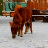 Американская миниатюрная лошадь (American miniature horse)