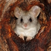 Крыса акациевая (Thallomys sp.)