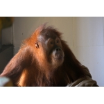 Приглашаем на День рождения орангутана Ларсена