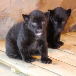Два чёрных ягуара родились в зоопарке "Лимпопо"