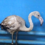 Прилетевший в Нижегородскую область фламинго доставлен в зоопарк "Лимпопо"