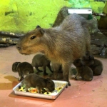 Детёныши капибары родились в зоопарке "Лимпопо"
