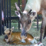Первый нижегородский северный оленёнок родился в "Лимпопо"