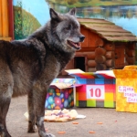 Волчица Белла отмечает 10-летие в зоопарке "Лимпопо"
