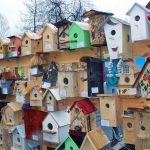 Более 1000 пернатых получат доступное жилье благодаря Дню птиц в "Лимпопо"