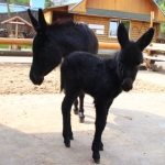 Осенние малыши: ослик и четверо козлят родились в "Лимпопо"