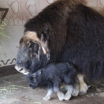 Первый в Нижегородской области овцебык родился в "Лимпопо"