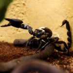 Скорпионы впервые дали потомство в зоопарке "Лимпопо"