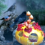 Птицам зоопарка "Лимпопо" подарили тыкву-кормушку на Хеллоуин