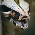 Обыкновенный удав (Boa constrictor)