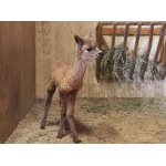 Альпака-богатырь родился в нижегородском зоопарке «Лимпопо»!