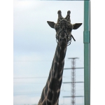 Новый сезон в зоопарке «Лимпопо» ознаменуется приездом жирафа!