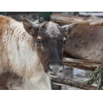 Северный олень из нижегородского зоопарка «Лимпопо» распрощался со своими рогами