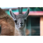 Первый малыш родился в семействе гуанако из зоопарка «Лимпопо»