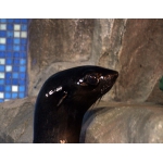 Северный морской котик поселился в нижегородском зоопарке «Лимпопо»