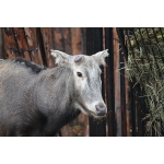 Сезон «сброшенных рогов» стартовал в зоопарке «Лимпопо»