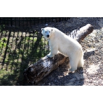 Белая медведица Аяна из зоопарка «Лимпопо» протестировала новый вольер для своего будущего друга