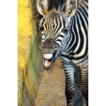 В нижегородском зоопарке "Лимпопо" выбрали имя для маленькой зебры