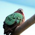 Изумрудный голубь (Chalcophaps indica)