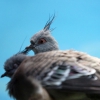 Хохлатый бронзовокрылый голубь (Ocyphaps lophotes)