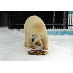 В зоопарке «Лимпопо» отпраздновали День белого медведя и проводили зиму!