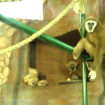 Также создатель зоопарка подарил обезьянам плюшевого медвежонка