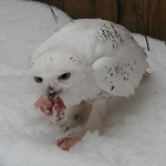 Зимой звери переходят на дробное питание, чтобы пища не замерзала