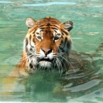 Тигр купается 25.05.14