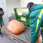 Самую большую тыкву весом 57,5 кг вырастил Герасимов Сергей
