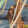 Суматранский орангутан (Pongo abelii)