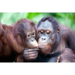 Орангутаны в «Лимпопо»   - уже совсем скоро!
