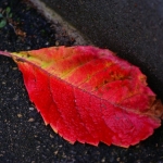 Осенний листик