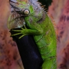 Игуана зелёная (обыкновенная) (Iguana iguana)