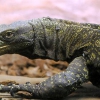 Крокодиловый варан (Varanus salvadorii)