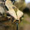 Обыкновенный удав (Boa constrictor)