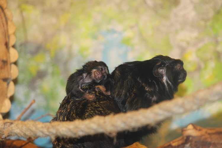 Детеныши красноруких тамаринов родились в нижегородском зоопарке