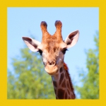Приглашаем на именины: жирафу Радуге исполняется 2 года!
