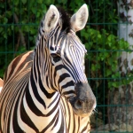 Зебры поселились в  зоопарке "Лимпопо"!