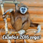 Символом 2016 года среди обезьян стали гиббоны Соня и Мишель!